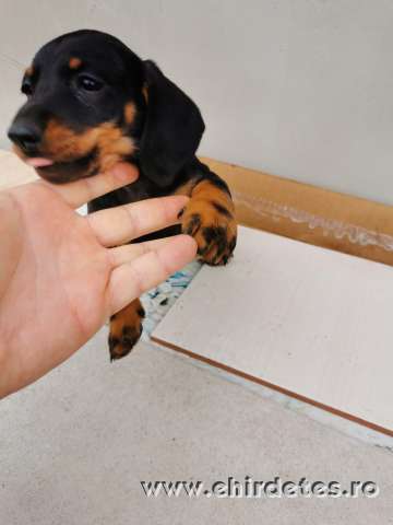 Tacskó kölyök kiskutya Tacskó kölyök kiskutya