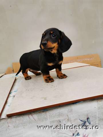 Tacskó kölyök kiskutya Tacskó kölyök kiskutya