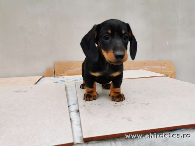 Tacskó kölyök kiskutya Tacskó kölyök kiskutya