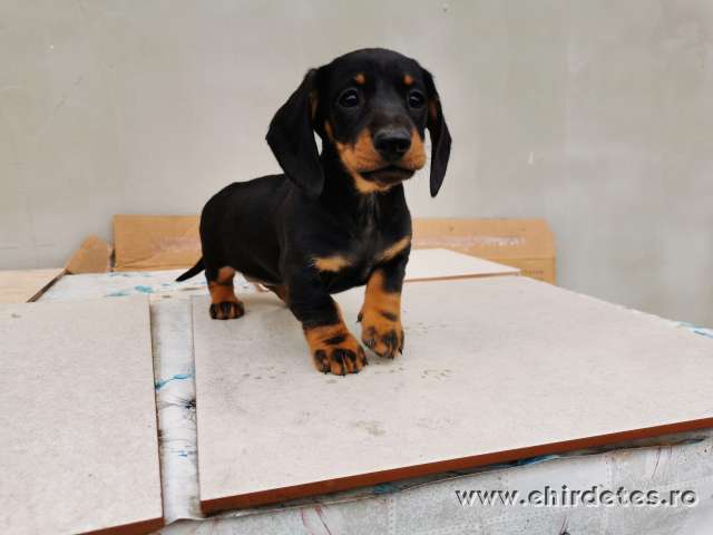 Tacskó kölyök kiskutya Tacskó kölyök kiskutya