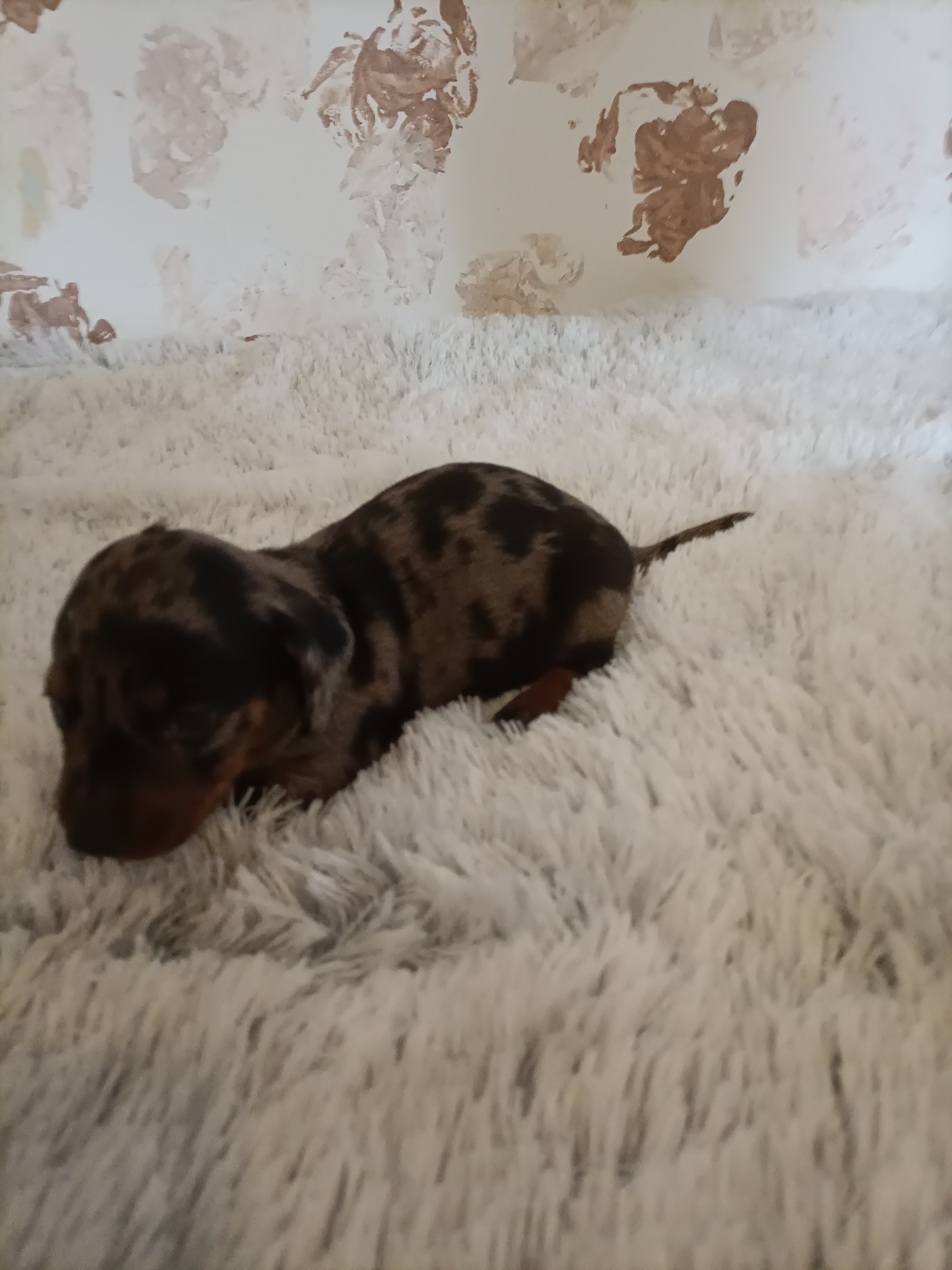 Törpelábú tacskó kiskutyá Törpelábú tacskó kiskutyá