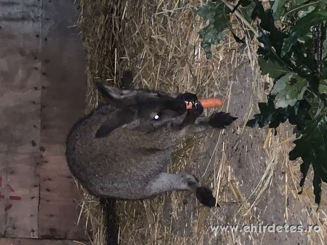 Walaby kenguru fiatal pár eladó