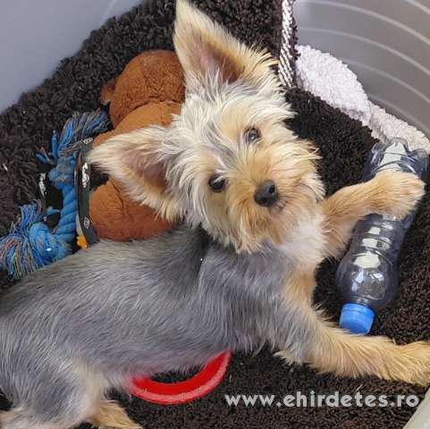 Yorkshire terrier kisfiú eladó Yorkshire terrier kisfiú eladó