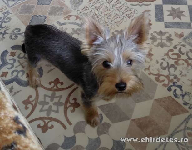 Yorkshire terrier kisfiú eladó Yorkshire terrier kisfiú eladó