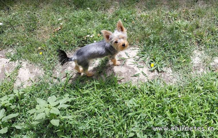 Yorkshire terrier kisfiú eladó Yorkshire terrier kisfiú eladó