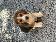 2 hónapos beagle kiskutyák