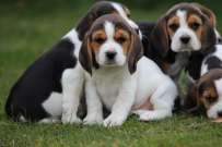 3 hónapos Beagle kölykök ajándékozására
