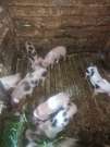 6 hetes malacok