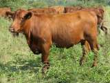 Aberdeen Angus marha eladó