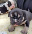 American bully exotic puppies