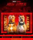 Amerikai Bully Pit Bull Terrier kölykök