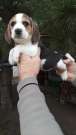 Beagle bicolor és tricolor kiskutyák eladók