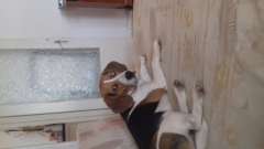 Beagle kedveloknek