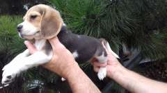 Beagle kiskutya eladó