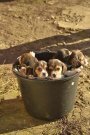 Beagle kiskutyák