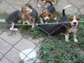 Beagle kiskutyák eladók
