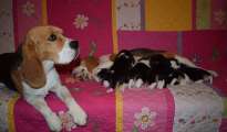 Beagle puppies Fci pedigree
