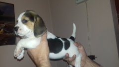 Beagle tricolor kiskutyák eladók