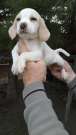 Bicolor Beagle kiskutya