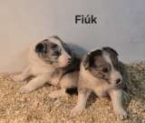 Border Collie babák