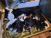 Border collie kiskutyák