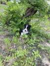 Border collie kutyusok várják szerető gazdik jelentkezésüket