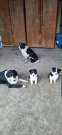 Border collie lány kölyök eladó