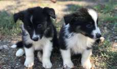 Border Collie puppies