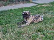 Bullmastiff