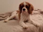 Cavalier kan kölyök