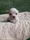 Chihuahua girl fci pedigree
