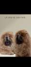 Csau csau Chow Chow