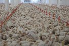 Csirke farm Németországban 1400 1600 euró