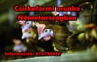 Csirkefarmi munkalehetőség Németországban