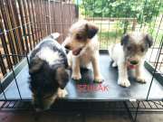 Drótszőrű foxterrier
