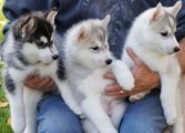 Eladó  Szibériai husky kiskutyák