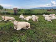 ELADÓ 10 darab Charolais törzskönyvezet vemhes üsző