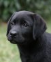 Elado 3 honapos fekete Labrador kiskutya