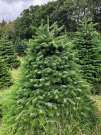 Eladó Dán import karácsonyfa vágott fenyő