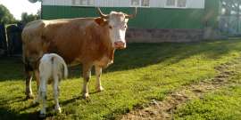Eladó egy tejkontrolos tehén 1 hetes bika belga borjuval