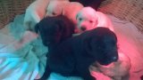 Elado fajtiszta Labrador kiskutyak