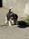 Eladó imádnivaló Beagle kiskutyák