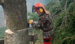 Erdészeti munkalehetőség   1600 euró