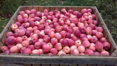 Étkezési alma és iskola alma termelőtől eladó Vásárosnamény