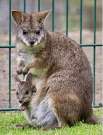 Extra pici törpe kenguru legényke máshol ugrálna