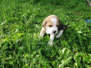 Fajtiszta beagle kiskutyak