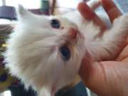 Fajtiszta perzsa kiscicák