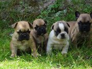Francia bulldog babák