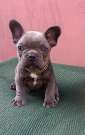 Francia bulldog kék (blue) lány