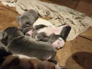 Francia bulldog kiskutyák